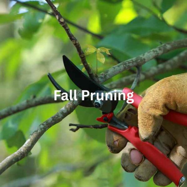 How to Prune Your Shrubs in Fall Without Hurting Next Year’s Growth