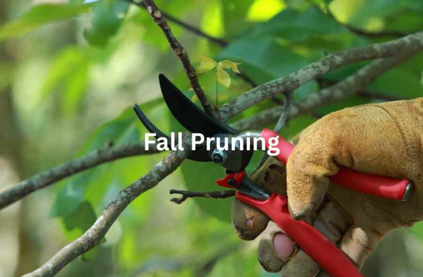 How to Prune Your Shrubs in Fall Without Hurting Next Year’s Growth